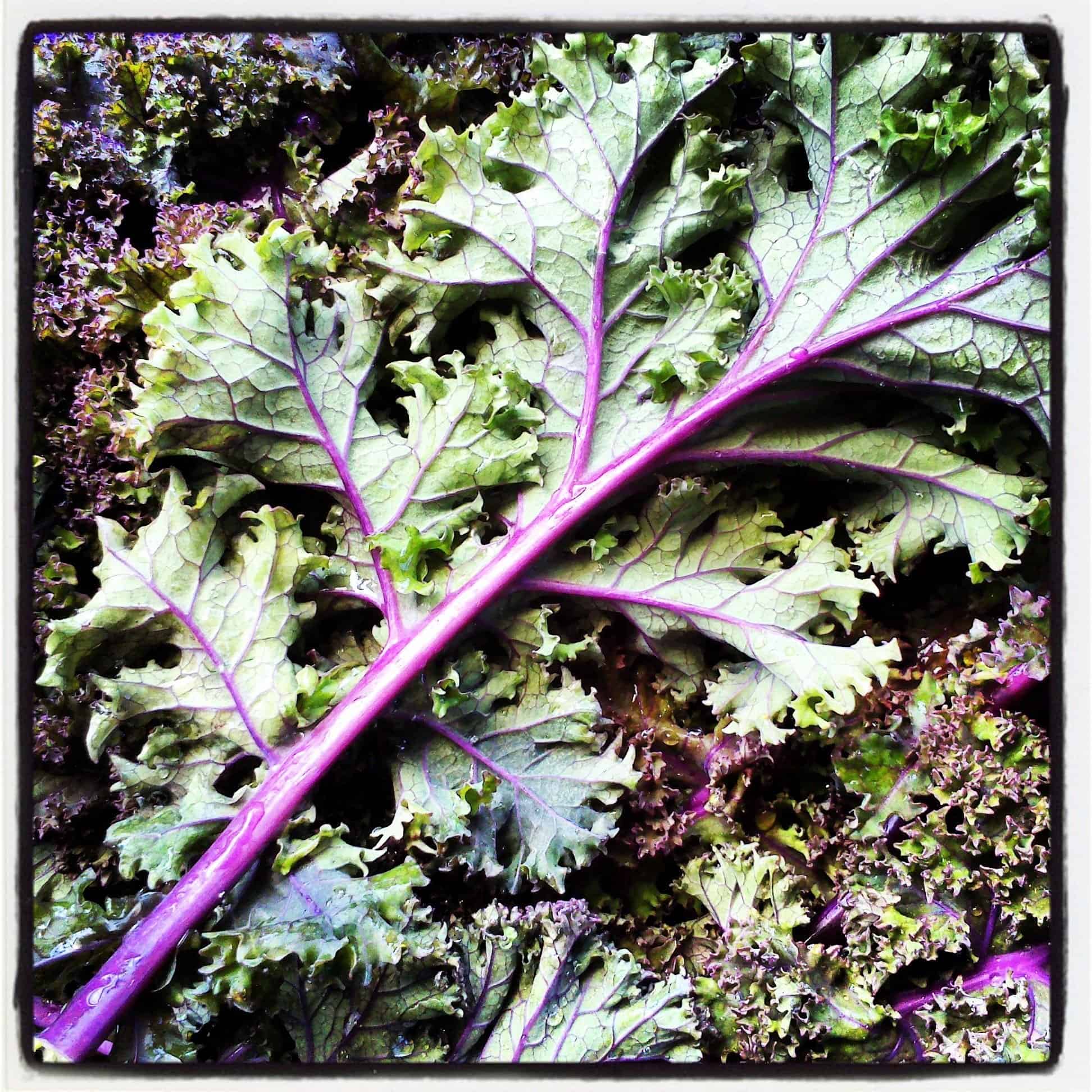 Kale